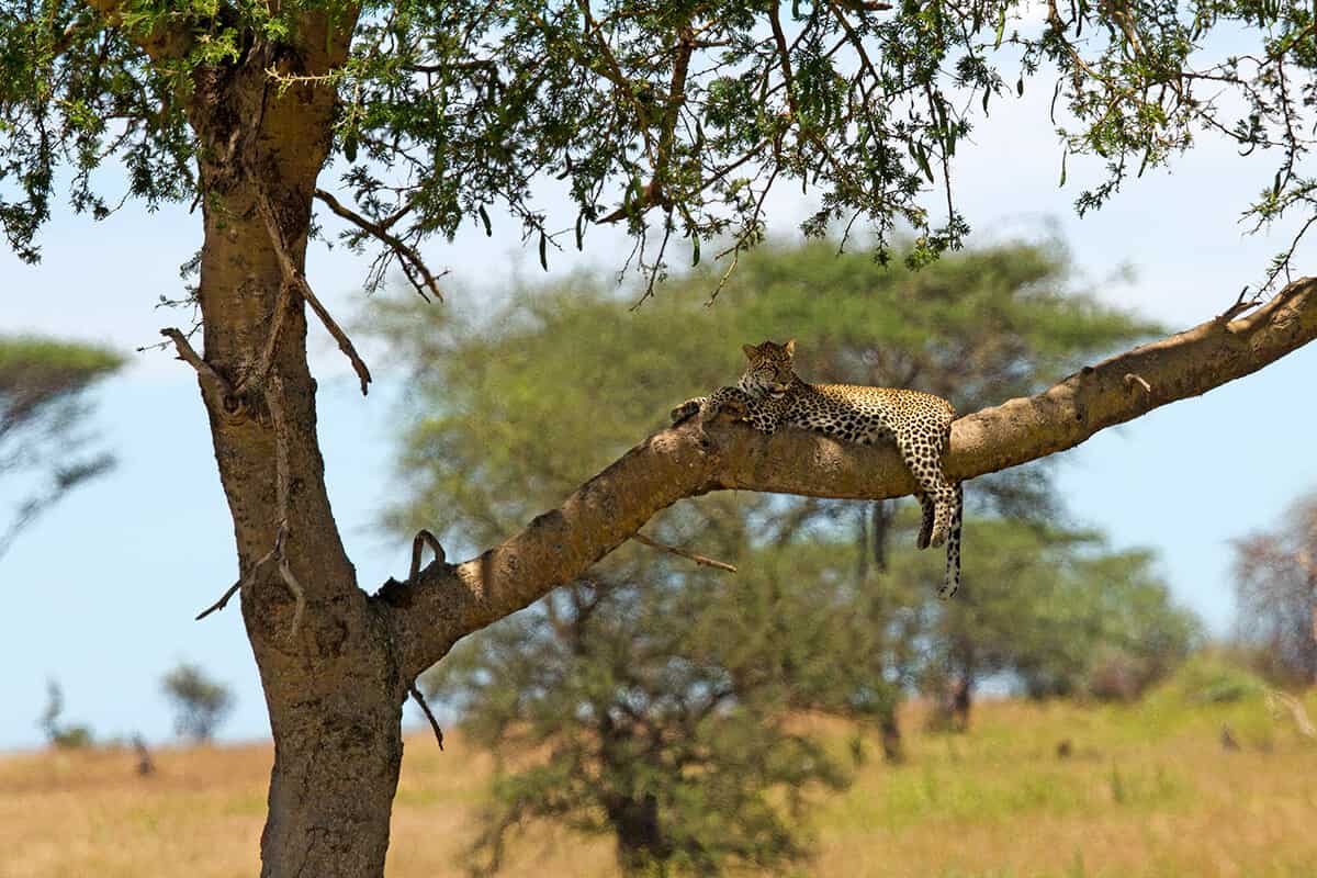 Resting leopard at Serengeti National Park, Africa
