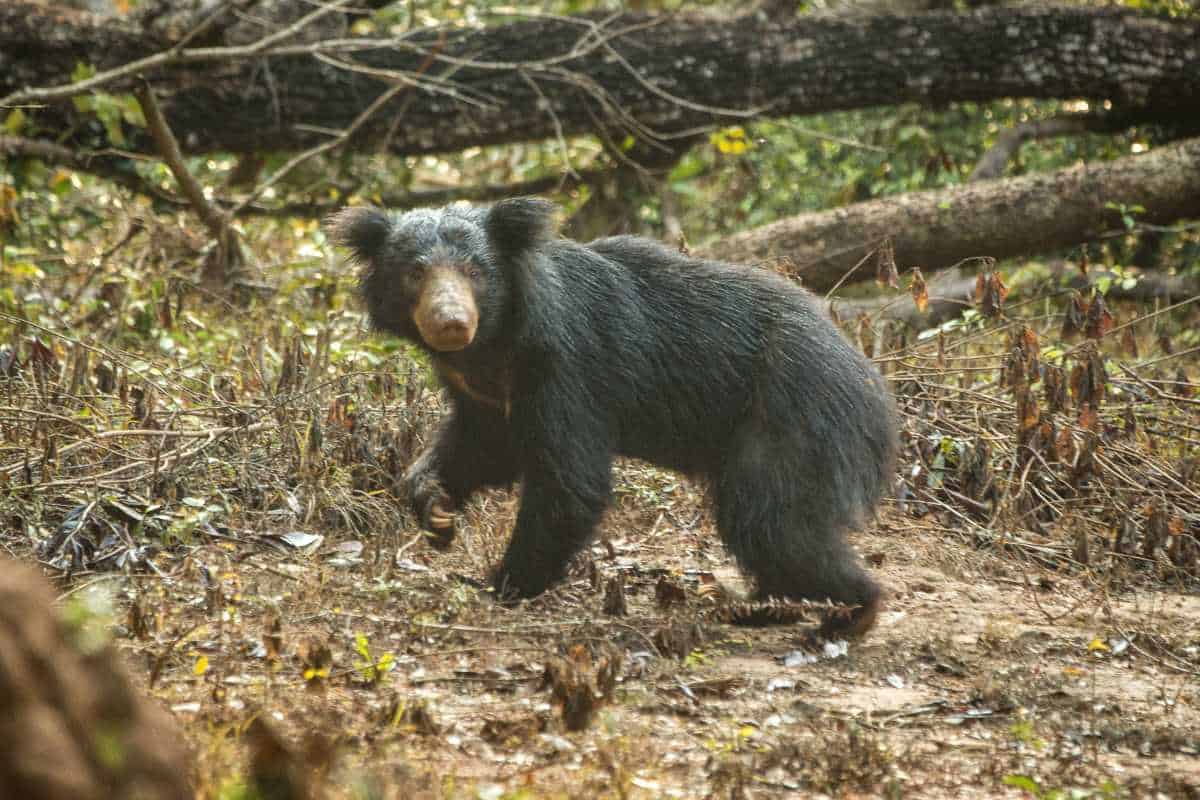 Sloth Bear at Wilpattu National Park