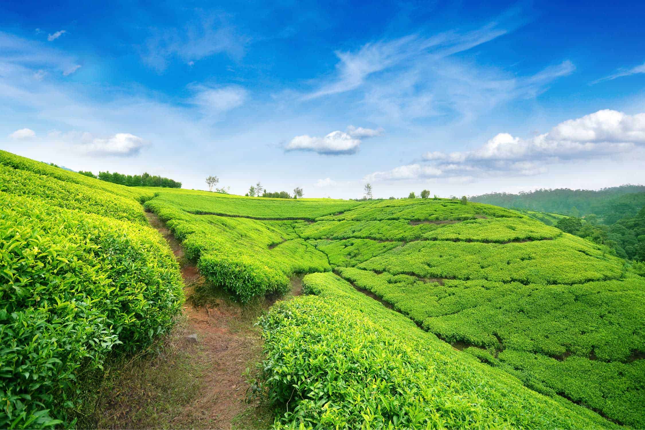 Tea Plantations in Sri Lanka 