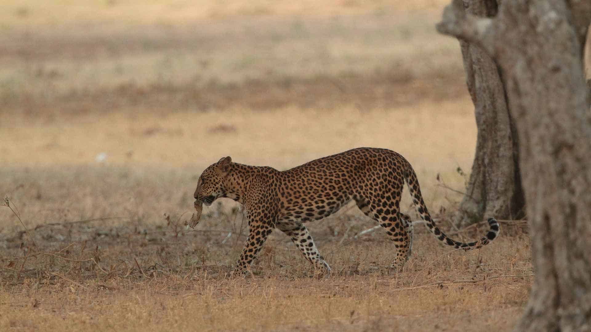 Leopard spotting at Wilpattu National Park, Sri Lanka
