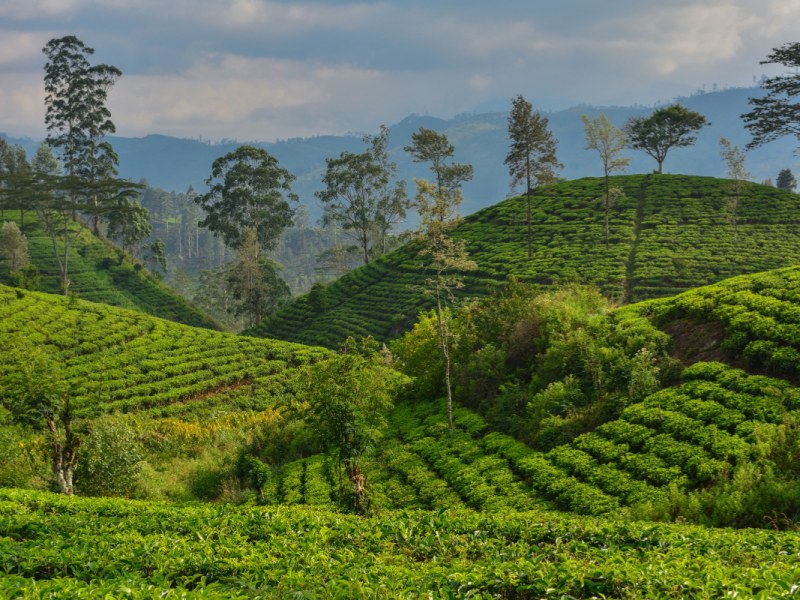 Lush tea plantations from the view point a hiking trail in Sri Lanka