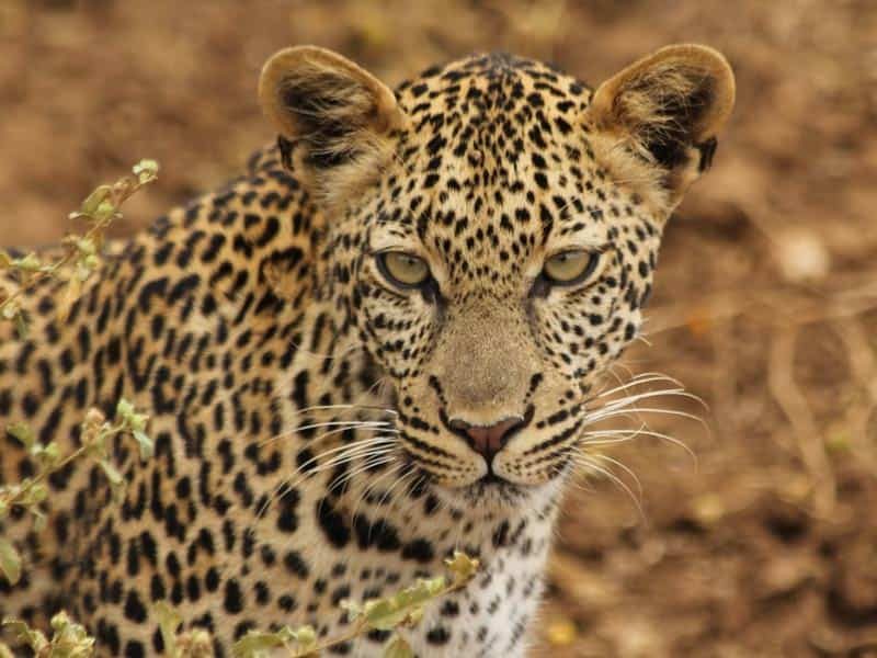 explore-wilpattu-one-of-the-best-wildlife-safaris-in-sri-lanka