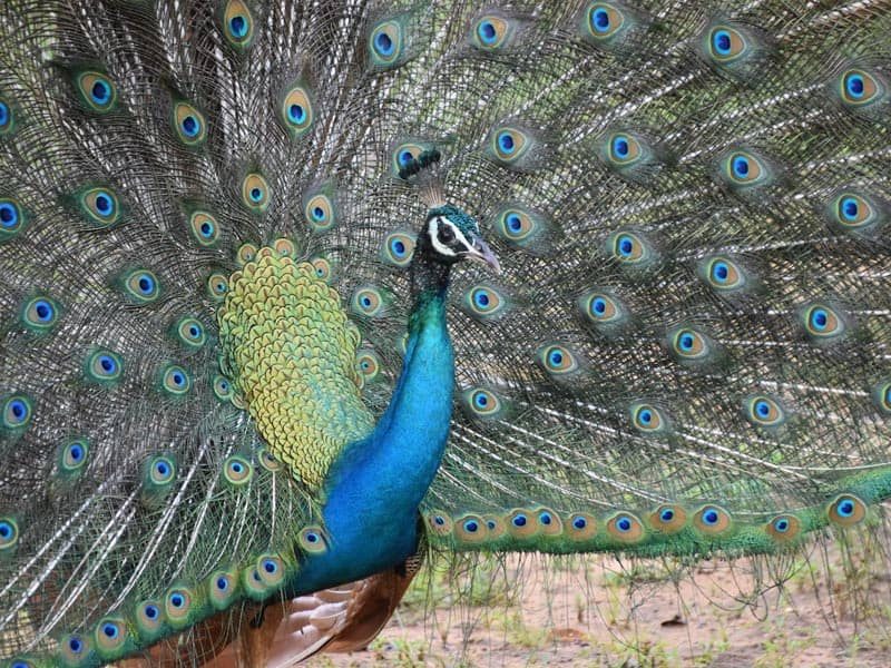 five-best-safari-experiences-you-should-try-in-sri-lanka